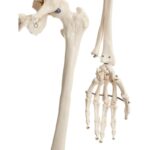 Okostnjak - 180 cm 11101 – Bild 6