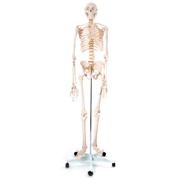 Okostnjak - 180 cm 11101