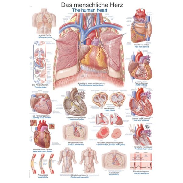 Plakat srca EZ AL112