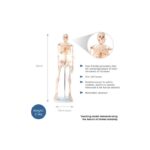Anatomski model okostnjak živci&žile-85 cm 11101-3 – Bild 7