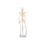 Anatomski model okostnjak živci&žile-85 cm 11101-3 – Bild 5