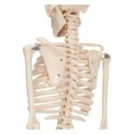 Anatomski model okostnjak živci&žile-85 cm 11101-3 – Bild 2