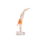 Anatomski model roke 11209-5 – Bild 3