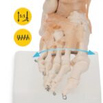 Anatomski model stopala z vezmi 11201-6 – Bild 5