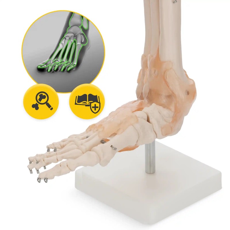 5a87feb2d547_anatomski_model_stopala_z_vezmi_6-1.jpg Anatomski model stopala z vezmi 11201-6 – Bild 1