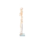 Anatomski model okostnjak živci&žile-85 cm 11101-3 – Bild 3