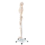 Okostnjak - 180 cm 11101 – Bild 3
