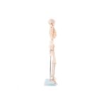 Anatomski model okostnjak živci&žile-85 cm 11101-3 – Bild 6