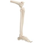 Okostnjak - 180 cm 11101 – Bild 2