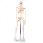 Anatomski model okostnjak živci&žile-85 cm 11101-3