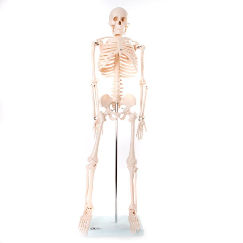 860b387a5e62_b003oclt9w.main_2048x-1.jpg Anatomski model okostnjak živci&žile-85 cm 11101-3 – Bild 1