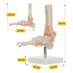 Anatomski model stopala z vezmi 11201-6 – Bild 3