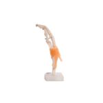 Anatomski model roke 11209-5