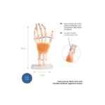 Anatomski model roke 11209-5 – Bild 5