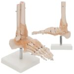 Anatomski model stopala z vezmi 11201-6 – Bild 2