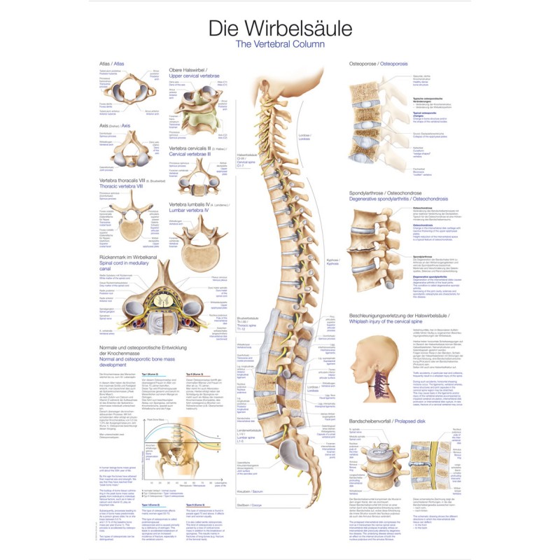 cf9344965829_al107_507pfu7yztrmngbs-1.jpg Plakat - hrbtenica z vretenci EZ107 – Bild 1