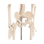 Anatomski model okostnjak živci&žile-85 cm 11101-3 – Bild 4