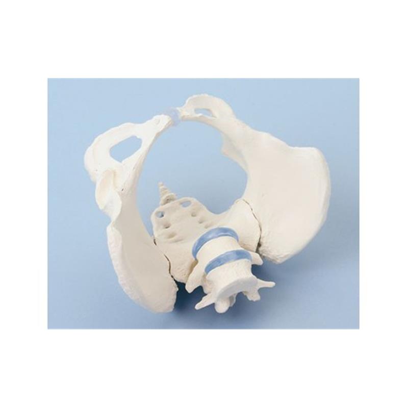 f243db571cbc_model-zenske-medenice-1.jpg Anatomski model medenice z 2 vretnecema 11108 – Bild 1