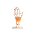 Anatomski model roke 11209-5 – Bild 4